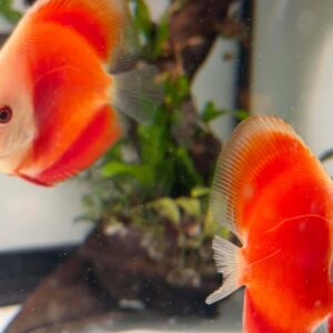 Red Melon Discus
