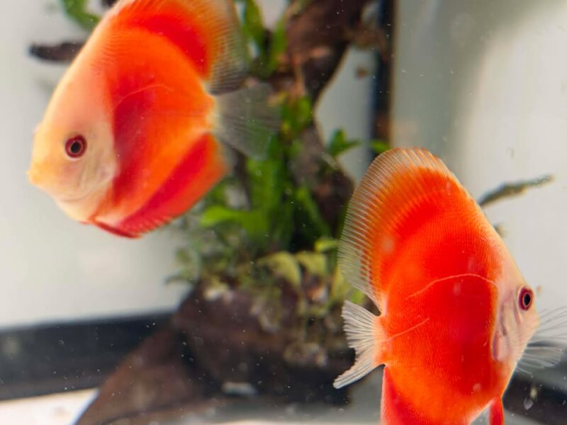 Red Melon Discus