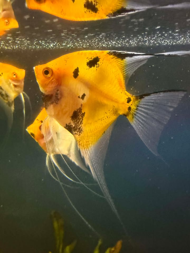 Golden koi angelfish with black markings in a freshwater aquarium