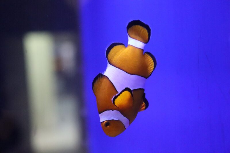 Clownfish