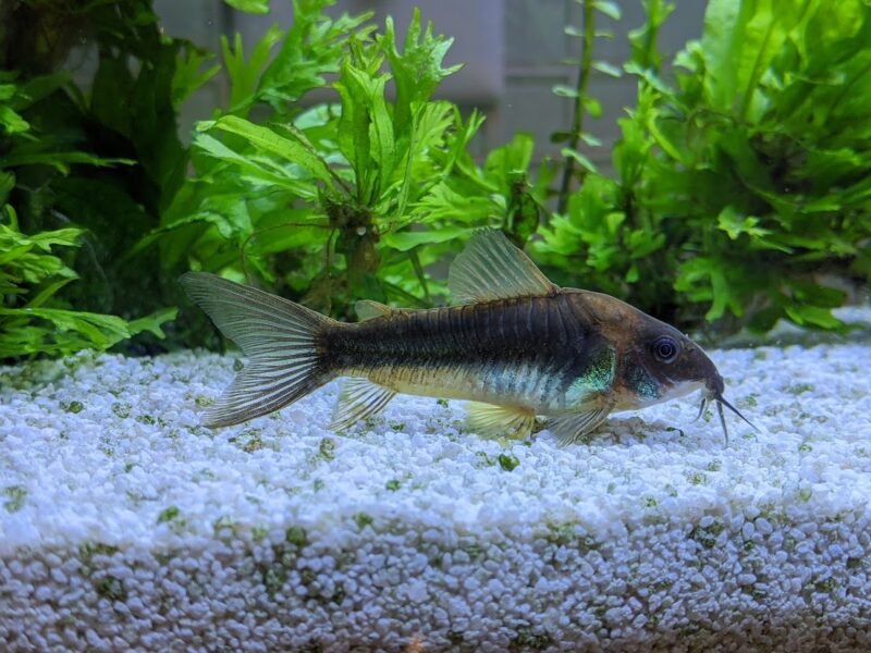 Bronze corydora