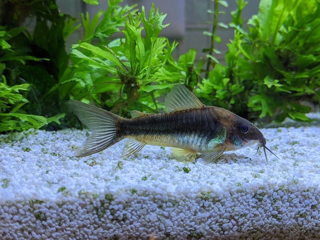 Bronze corydora