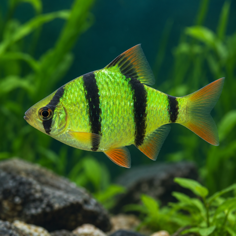 AI-generated reference illustration: green fluorescent tiger barb with dark vertical bands. Actual stock may vary.