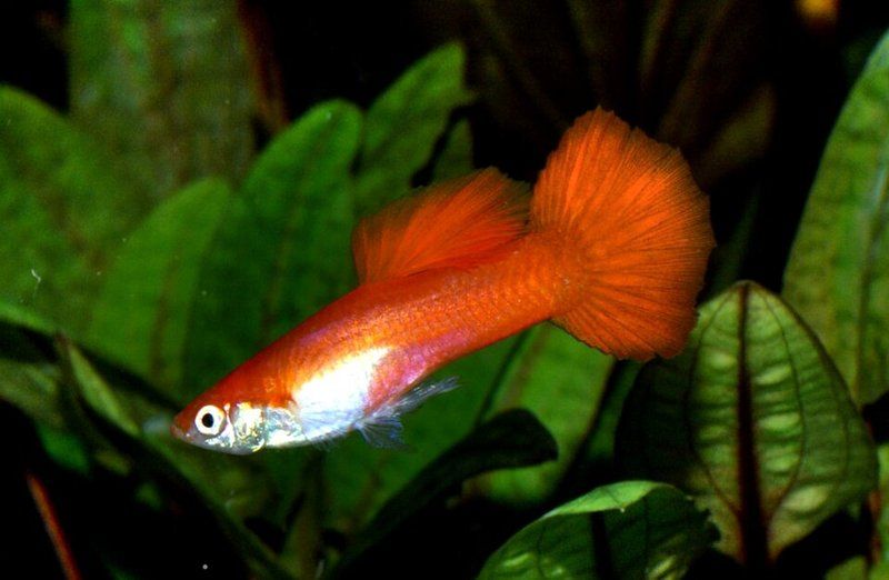 Orange guppy with a flowing tail among aquarium plants; representative of mixed guppies.